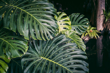 Big monstera leaves on tropical background. Evergreen foliage in jungle. Huge leaf in rainforest climate. © Caroline