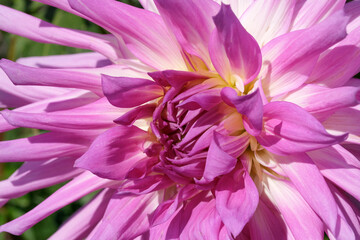 Beautiful garden dahlia flower