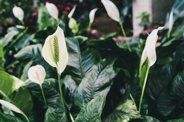 White flowers with dark green foliage. Spathiphyllum in florist shop. Peace lilies in rainforest...
