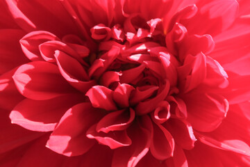 Beautiful garden dahlia flower