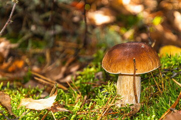 Boletus white edible mushroom near moss