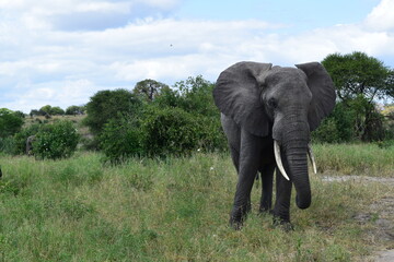 Obraz premium Tanzânia Safari