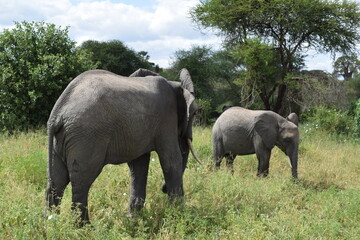 Tanzânia Safari