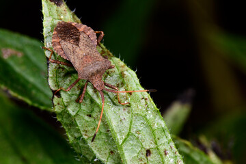 Lederwanze / Dock bug (Coreus marginatus) 