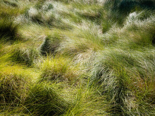 vegetation of an atlantic island of the north of spain