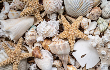 Seashell collection from Sanibel Island