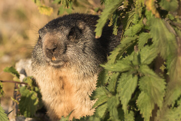 Murmeltier, Marmot