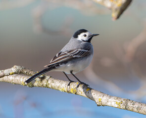 White Wagtail Bird