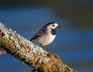 White Wagtail Bird