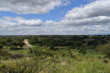 Obraz premium Tanzânia Safari