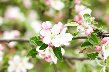 apple tree  with flowers