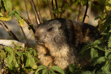 Murmeltier, Marmot