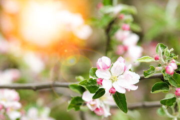 apple tree  with flowers