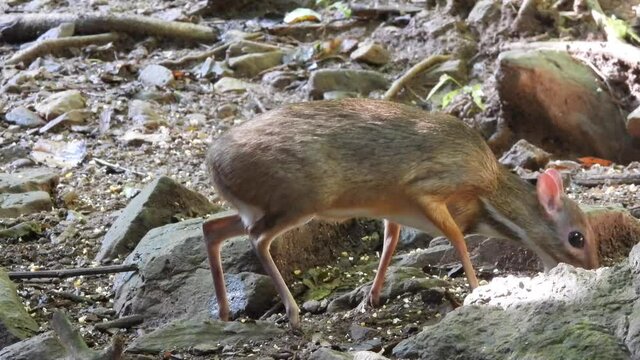 Lesser mouse-deer, Lesser Malay chevrotain found at Kaeng Krachan in Thailand