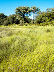 tall grasses and trees