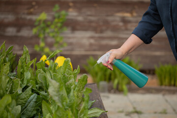 Close up female gardener growing plants in outdoor garden, woman spraying fertilizer vegetables herbs, lettuce, salads, food growing, organic products, sustainable zero-cost gardening, pest control