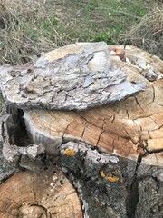 bark of a tree
