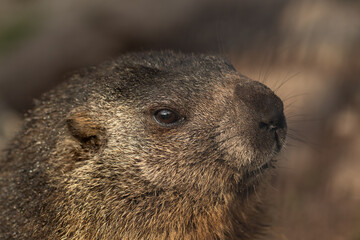 Murmeltier, Marmot