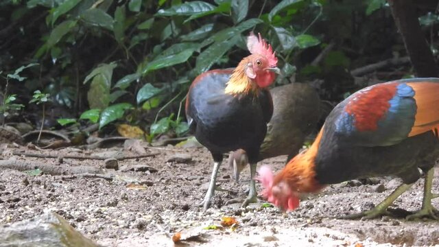 Jungle Fowl at Khao Yai National park Thailand
