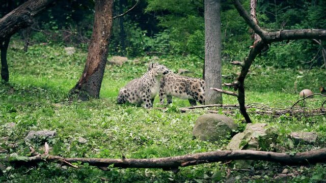 2 snow leopards in the forrest hanging out