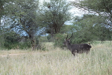 Obraz premium Tanzânia Safari