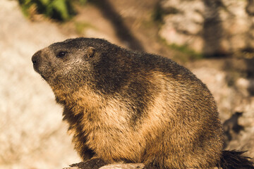 Murmeltier, Marmot