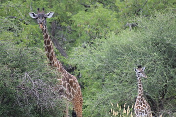 Tanzânia Safari