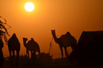 Camel in attractive position in Sunset at Pushkar fair