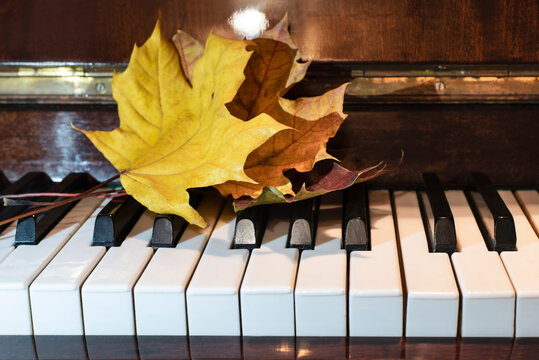 Yellow and red beautiful maple leaves lie on the piano keys, autumn is coming and again it's time to go to music school and get serious about music