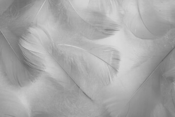 Beautiful abstract gray feathers on white background and soft white feather texture on white...
