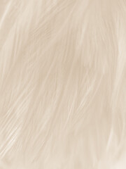 Obraz premium Beautiful abstract gray feathers on white background and soft white feather texture on white pattern and brown background, brown feathers