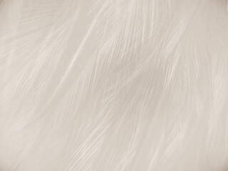 Obraz premium Beautiful abstract gray feathers on white background and soft white feather texture on white pattern and brown background, brown feathers