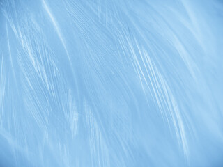 Obraz premium Beautiful abstract blue feathers on white background and soft white feather texture on blue pattern and blue background, feather background, blue banners