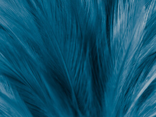 Beautiful abstract blue feathers on white background and soft white feather texture on blue pattern and blue background, feather background, blue banners