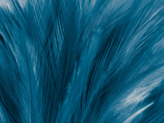 Beautiful abstract blue feathers on white background and soft white feather texture on blue pattern and blue background, feather background, blue banners