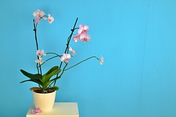 Indoor phalaenopsis orchid on a blue background. Pink-white flowers of an exotic plant. Flower detail. One plant in a pot on a white table.