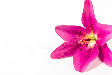 Purple Lily on a white background