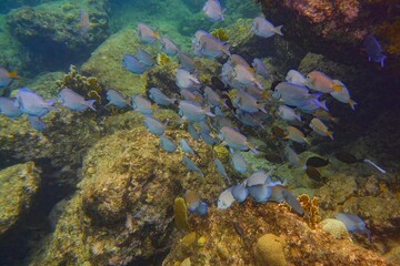 Underwater shot of a school of Ocean Surgeon small blue fish swimming in a group in a reef area