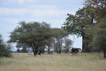 Tanzânia Safari