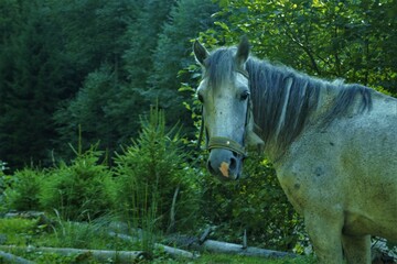 
horse by a mountain river