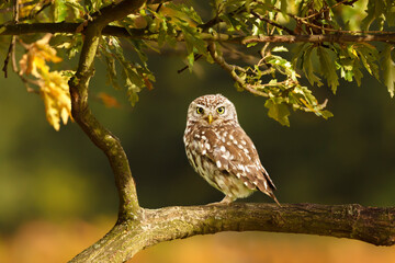 Little Owl perched on a branch in a tree