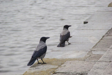 crows on the river bank