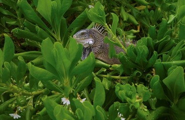 Closeup of a Iguana hiding in a lush green bush, side view