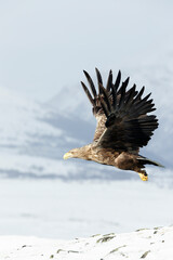 Close up of a White-tailed sea eagle in flight
