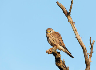 Common kestrel perched in a tree against blue sky