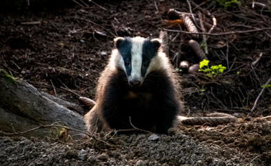 European Badger