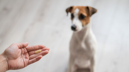 Female veterinarian giving pill to Jack Russell Terrier dog