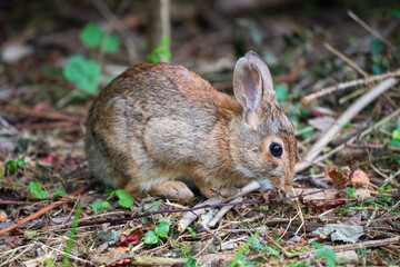 Silvilago (Sylvilagus floridanus)