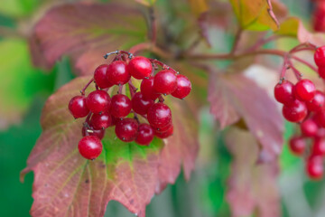 Red viburnum berries and yellow leaves. Hello September