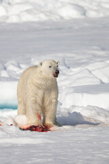 Arctic polar bear pauses while eating a seal and looks up
